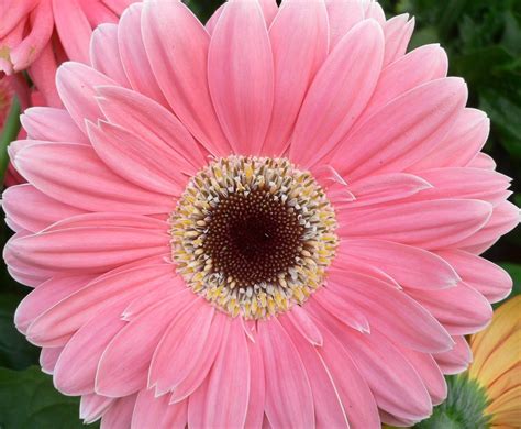 Pink "Gerbera Daisy" | Gerbera L. is a genus of ornamental p… | Flickr