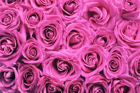 Roses Background Pink Free Stock Photo - Public Domain Pictures