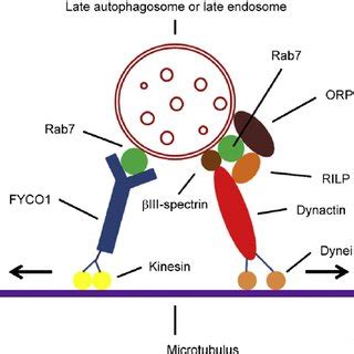 Endosome maturation, autophagosome formation, and fusion with lysosome ...