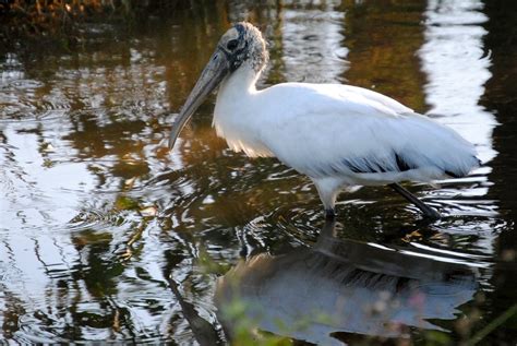 Field Notes and Photos: Wood Storks: Everglades Indicator Species