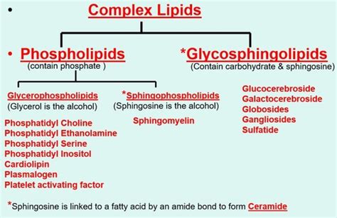 Metabolism of Complex lipids Flashcards | Quizlet