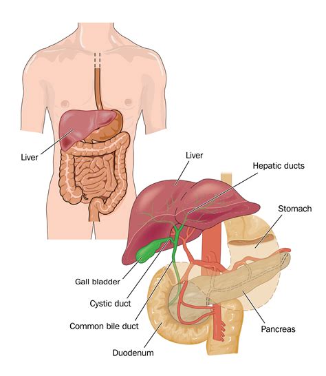 Gallbladder Pain Location Diagram - exatin.info