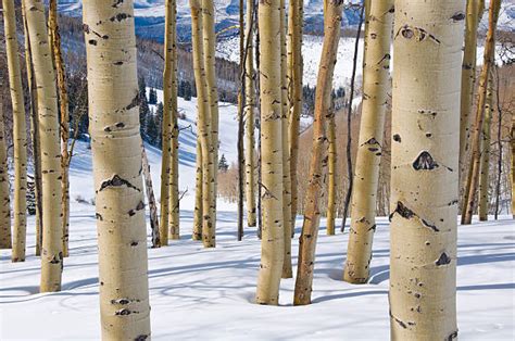 7,900+ Aspen Trees Snow Stock Photos, Pictures & Royalty-Free Images ...