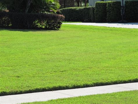 Professional Zoysia Grass Care and Maintenance | TampaGreen Solutions LPC