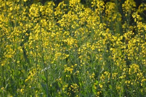 Green Mustard Plants with Their Flowers Stock Image - Image of family, hill: 119622647