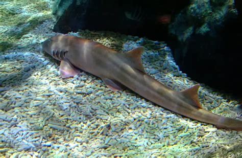 Dogfish - Description, Habitat, Image, Diet, and Interesting Facts