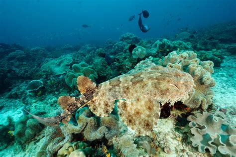 Tasselled Wobbegong Shark - American Oceans