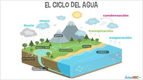 El ciclo del agua | Árbol ABC