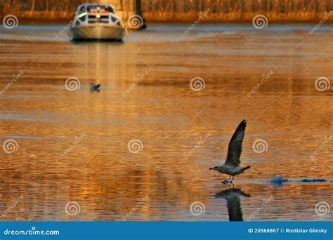 Tiber river at sunset. stock image. Image of site, tourist - 20568867