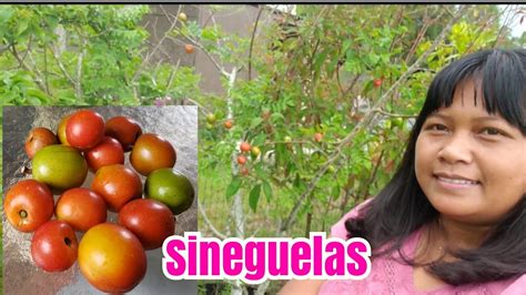 Sineguela picking | sineguelas picking in the garden - YouTube