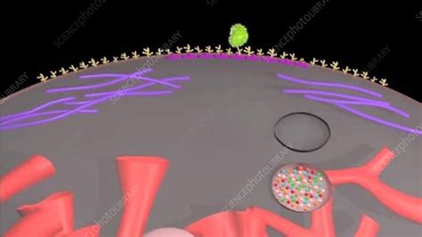 Phagocytosis, animation - Stock Video Clip - K003/9161 - Science Photo ...