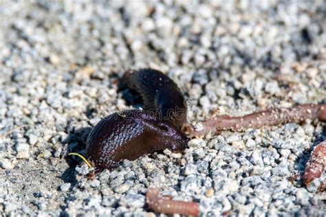 Sea Slug eating red sponge stock photo. Image of fiji - 6480730