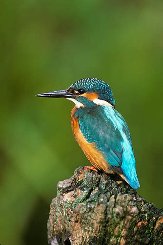 Common Kingfisher (Alcedo atthis) - www.birdwords.co.uk