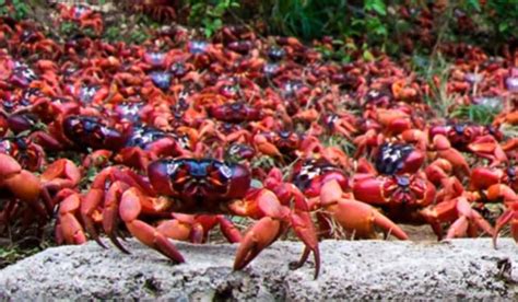 Video: Millions of Tiny Red Crabs Migrate onto Christmas Island | OutdoorHub