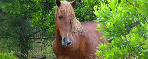 Corolla Wild Horses | Corolla Wild Horse Fund - Official Site • Corolla, NC