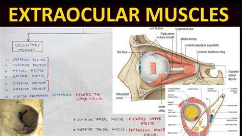 Extraocular Muscles Anatomy (1/2) | Head & Neck Anatomy - YouTube