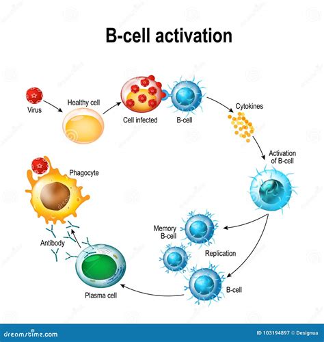 T Cell And B Cell Activation