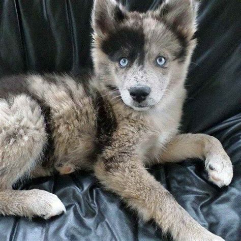 Australian Shepherd Husky Mix Puppies | PETSIDI