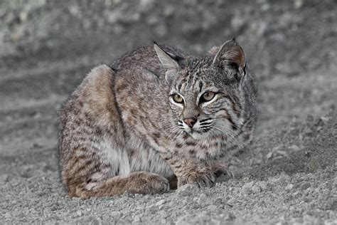 Lince rojo: características, hábitat, reproducción, nutrición