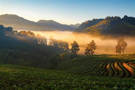 Misty morning sunrise in strawberry garden at Doi Angkhang mountain, chiangmai 9805962 Stock ...