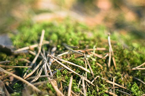 Pine Needles in Forest Free Stock Photo | picjumbo