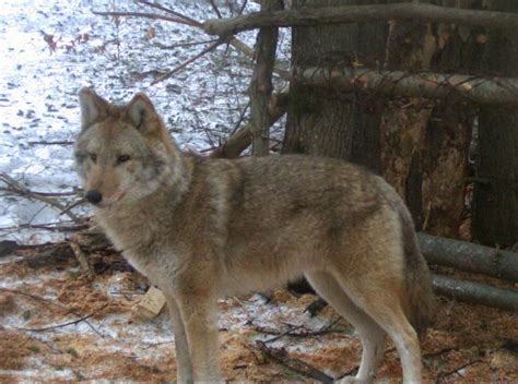 The Mystery of the Coywolf | Grand View Outdoors