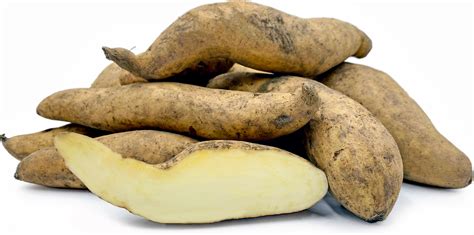 White Sweet Potatoes Information and Facts