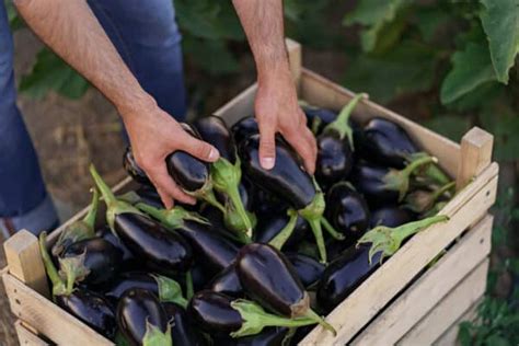 12 Tips to Increase Your Eggplant Harvest