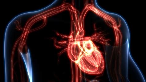 Human Heart Anatomy Diagram Backgrounds Hd Phone Wallpaper Pxfuel | The Best Porn Website