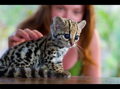 cute baby ocelot kittens sweet pet Ocelot Kittens Playing || Funny cats and cute kittens - YouTube