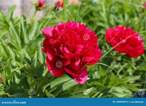 Pink peonies in the garden stock photo. Image of flower - 148990074