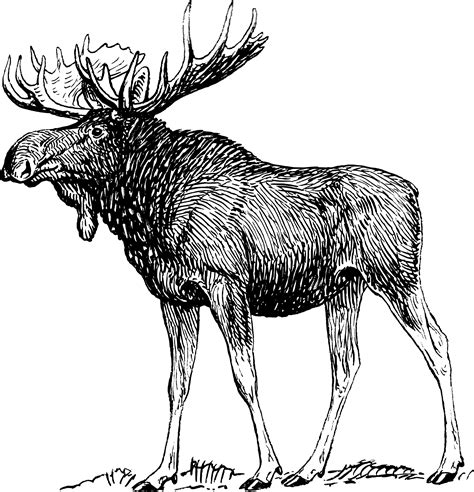 moose black and white - Clip Art Library