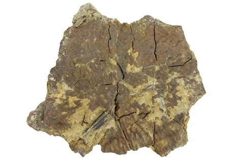 2.9" Permian Amphibian (Eryops) Fossil Skull Section - Texas (#153726) For Sale - FossilEra.com