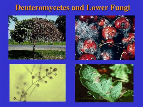 PPT - Deuteromycetes and Lower Fungi PowerPoint Presentation, free download - ID:2763565