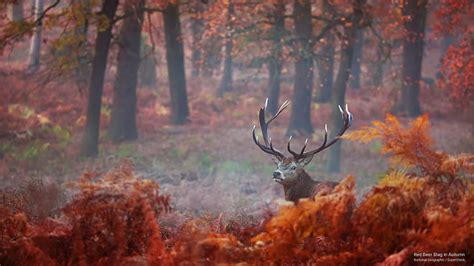 HD wallpaper: Red Deer Stag in Autumn, Fall | Wallpaper Flare