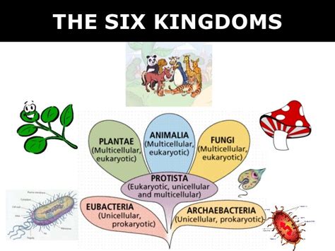 03 6 kingdoms + prokaryote & eukaryote