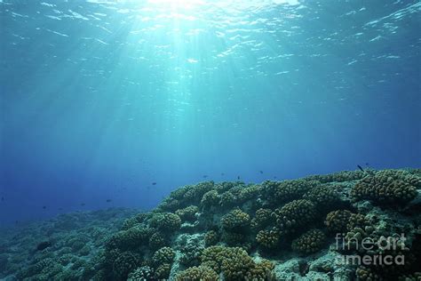 Underwater seascape sunlight with coral reef Photograph by Dam - Pixels