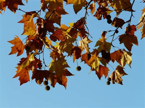 Leaves Maple-Leaved Plane Tree - Free photo on Pixabay