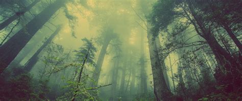 🔥 Download Landscape Forest Trees Mist Nature Rare Gallery by ...