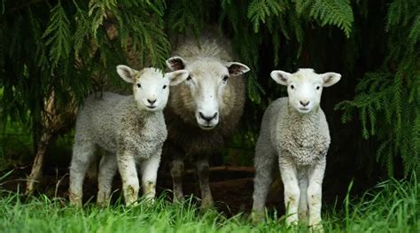 Lamb Vs Sheep: What Are The Differences Between Sheep And Lambs ...