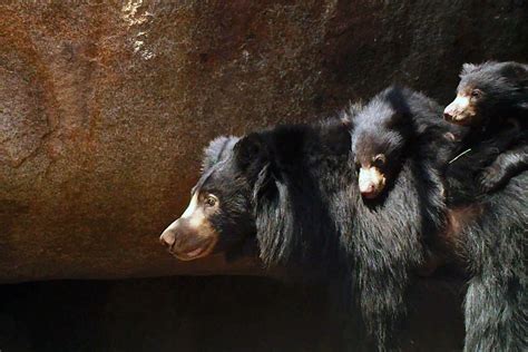 Sloth Bear Cubs