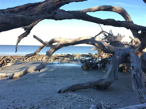 Driftwood Beach (Jekyll Island, GA): Top Tips Before You Go - TripAdvisor | Driftwood beach ...