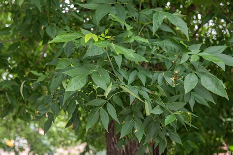 13 Species of Ash Trees