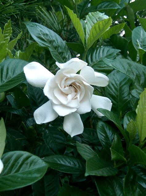 File:Gardenia jasminoides cv1.jpg - Wikipedia