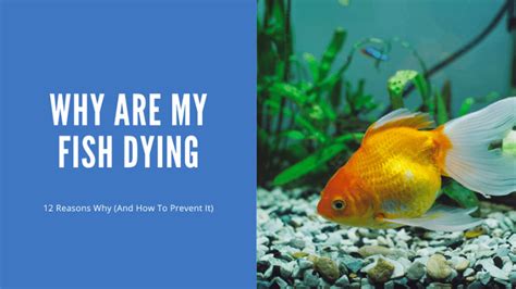 Why Are My Fish Dying (12 Reasons Why) - AquariumStoreDepot