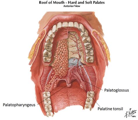 Palatopharyngeus Muscle Anatomy, Origin, Insertion, Action