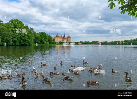 Germany, Saxony, Moritzburg, Moritzburg Castle, Moritzburg pond area, greylag geese, swan Stock ...