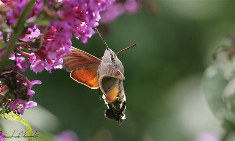 Another hummingbird moth – Images Au Natural