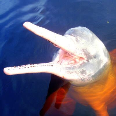 Amazon River Dolphin | Rainforest Alliance