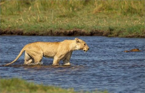 Lion vs crocodile (11 pics) ~ I Love Funny Animal - Sweet Funny Animal ...